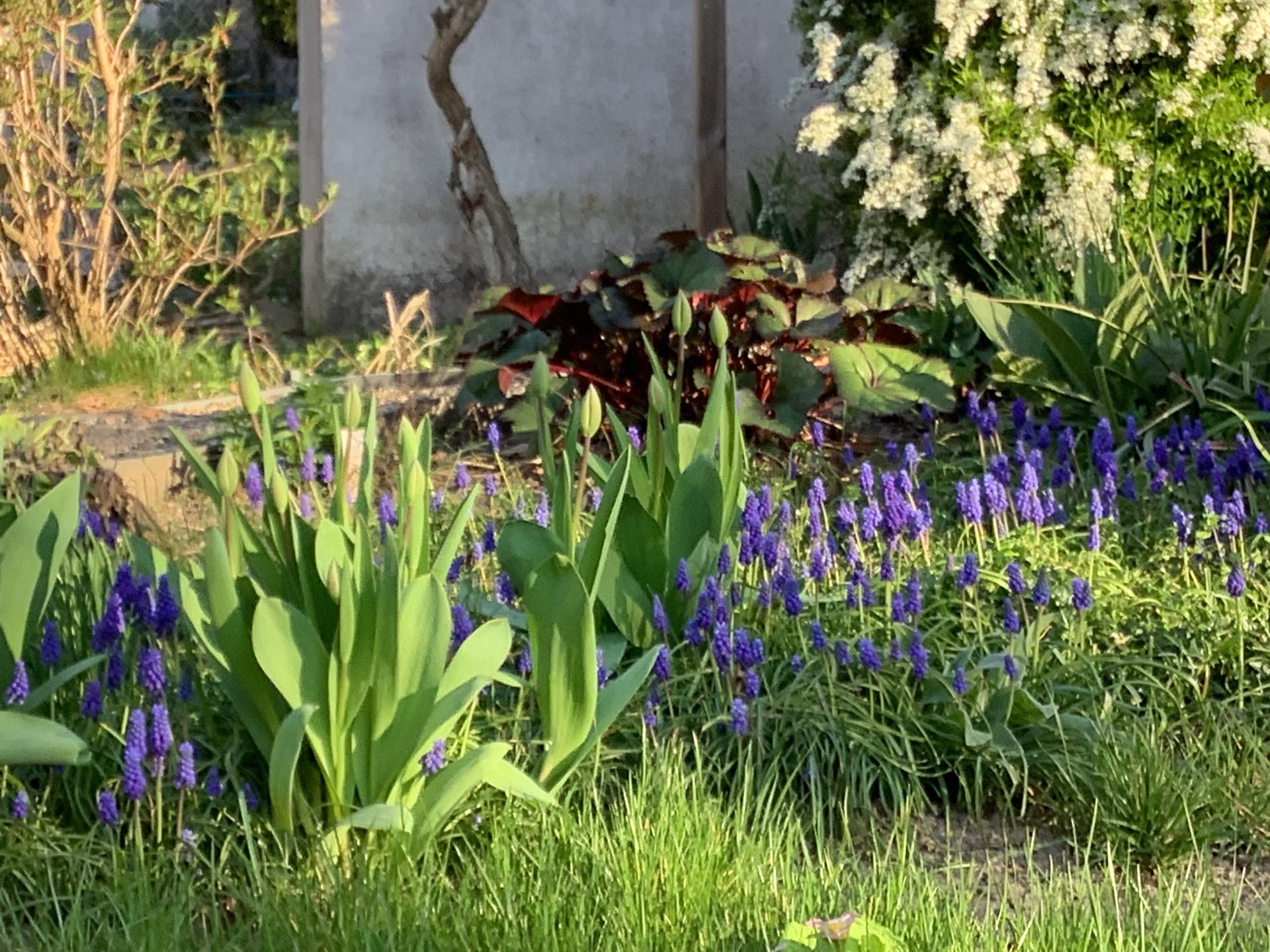Muscari